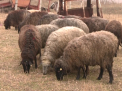 A vrut sa importe oi din Moldova, insa a ramas fara animale si fara bani. Cum a fost pacalit un libanez