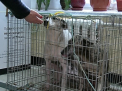 Sterilizare gratuita pentru cainii vagabonzi din capitala. Cat va dura noua campanie
