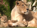 Bucurie mare la o gradina zoologica din Franta: Au fost, in sfarsit, aratati publicului!