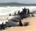 VIDEO. Imagini dramatice in Noua Zeelanda. Peste 170 de balene si delfini au esuat pe o plaja