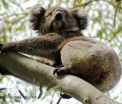 Sute de ursi koala au fost ucisi in SECRET de guvernul australian. "Mirosea a moarte peste tot"