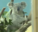 Noua atractie de la Gradina Zoologica din Budapesta: doi ursuleti koala. Doar 9 parcuri din Europa au astfel de animale