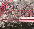 La Tokio a inceput sezonul ciresilor infloriti. Locuitorii capitalei nipone se bucura de un peisaj superb