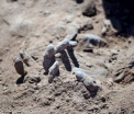 Cadavrele a 1.700 de soldati irakieni ucisi de Statul Islamic, in 12 gropi comune descoperite la Tikrit. VIDEO