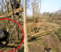 Gradina Zoologica din Olanda a vrut sa-si filmeze animalele cu o drona. Ce s-a intamplat dupa ce o maimuta a vazut gadgetul