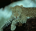 Un copil de 2 ani a fost scapat de mama sa in tarcul unui GHEPARD dintr-o gradina zoologica. Ce a facut animalul
