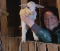 Efectul interzicerii importurilor in Rusia. Populatia s-a apucat de agricultura si se declara mai multumita decat inainte