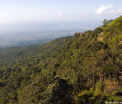 Descoperire macabra intr-o jungla din Thailanda. "Sunt cel putin 30 de morminte marcate"