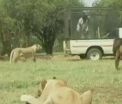 O turista americana a fost omorata de un leu, in fata sotului ei. Cei doi vizitau un parc zoologic din Africa de Sud - VIDEO