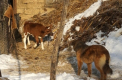 A ramas fara animale. Cum a platit o femeie din Soldanesti o datorie a fiului sau