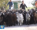 Ciobanul din Drochia, care a protestat cu 200 de capre sub ferestrele primarului si-a sacrificat cornutele deoarece autoritatile locale nu i-au oferit o pasune - VIDEO