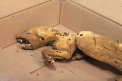 Animal "mutant" descoperit in Muntii Carpati, in Ucraina. Ce au spus biologii dupa ce au analizat ramasitele - FOTO