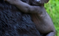 Primele imagini cu puiul de gorila nascut in captivitate la Gradina Zoologica din San Francisco