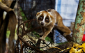 Cea mai rea gradina zoologica din lume este in Indonezia. Peste 50 de animale au murit in 3 luni