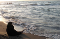 FOTO. Tara in care femeile fac baie in mare IMBRACATE, cand nu e nici un barbat sa le vada