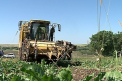 Recolta grabita la sfecla de zahar: "Daca mai asteptam se va usca". Ce scumpiri ar putea sa apara