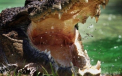"A venit ca o lovitura". Ce au descoperit autoritatile australiene in stomacul unui crocodil