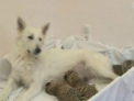 Sa vezi si sa nu crezi! O catea a luat in ingrijire trei pui de tigru la o gradina zoologica din Soci