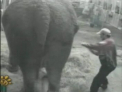 Elefant, batut cu bestialitate! Vezi ce pedeapsa a primit un roman pentru actiunile sale