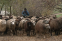 Vine iarna, vindem animalele! Tot mai multi ciobani fac rand la abatoare ca sa-si vanda oile