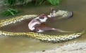VIDEO: Momentul socant in care un anaconda urias regurciteaza o vaca intreaga