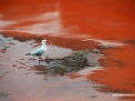 Fenomen biologic neobisnuit in Australia: marea colorata in rosu. VIDEO