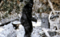 Un om de stiinta american spune ca a studiat ADN-ul lui Bigfoot. "E veriga lipsa din evolutia umana"