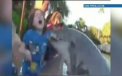 Fetita muscata de un delfin la un parc acvatic din SUA. Cum s-a intamplat totul