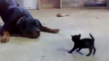 Ce pisicuta curajoasa! Vezi cum l-a speriat pe un rotweiller. VIDEO AMUZANT