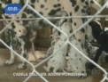 Mai nou, cei 101 dalmatieni au printre ei un ied si un purcel! Se intampla in Brazilia