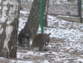 Raze infrarosii, calorifere fierbinti si mancare calduta! Cum lupta cu frigul animalele de la ZOO 