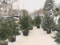 Primii brazi naturali pot fi gasiti deja in vanzare! Vezi care sunt preturile