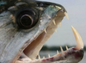 Studiu: Raportat la dimensiunea lui, Piranha Negru are cea mai puternica muscatura din istorie