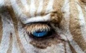 Exemplar UNIC gasit in Hawaii: prima ZEBRA DE AUR! Uite cum arata frumusetea creata de natura. FOTO si VIDEO