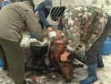 Agitatie mare la tara! Oamenii de la sate se pregatesc pentru Craciunul pe stil vechi