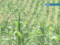Bani pentru agricultori. Cat vor primi cei care au suferit pe urma secetei din anul trecut