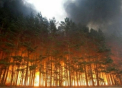 Australia ARDE. Sute de oameni au fost evacuati dupa ce incendiile de padure au mistuit 80 de case 