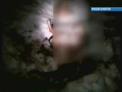 Aruncati in groapa sau ARSI. Douazeci de caini au fost impuscati la Telenesti. VIDEO 