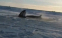 Imagini disperate in Canada. Capcana mortii in care au nimerit cateva balene