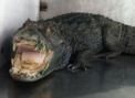 Un traficant de droguri, arestat, dupa ce politia a gasit 15 kg de marijuana si un aligator in casa