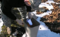 VIDEO. Un soricel este inhatat de un uliu, la scurt timp dupa ce este eliberat intr-un parc
