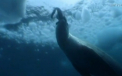 Una dintre cele mai impresionante poze realizate vreodata. Cum ataca prada un leopard de mare
