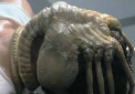O creatura ciudata, care seamana cu extraterestrul din filmul Alien, expusa la muzeu