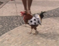 In Brazilia si animalele au carnavalul lor! Cum au fost imbracati patrupezii si cine a atras toate privirile
