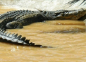 Lolong, cel mai mare crocodil din lume, a murit dintr-o prostie. Obiectul fatal pe care l-a inghitit