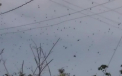 Fenomen ciudat in Brazilia. Intr-un oras a inceput sa "ploua" cu paianjeni. VIDEO