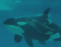Trairi de nedescris pentru cativa americani care au mers la acvariu! Ce a facut o balena chiar sub privirile lor