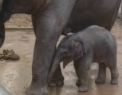 A venit pe lume un pui de elefant! Premiera la gradina zoologica din Praga