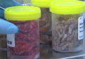 Carne de cal, descoperita in Portugalia in produse Auchan si El Corte Ingles