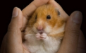 Gest incalificabil de cruzime: ce i-a facut acest britanic unui hamster a uimit pana si politia